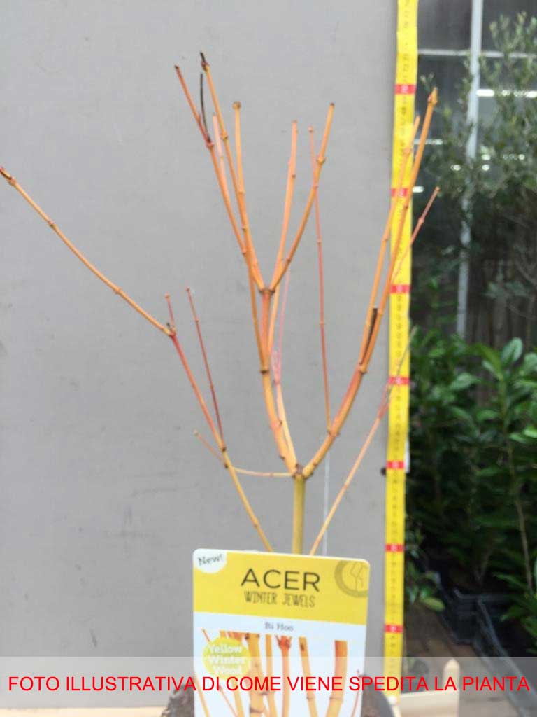 ACERO BI HOO IN VASO 19CM