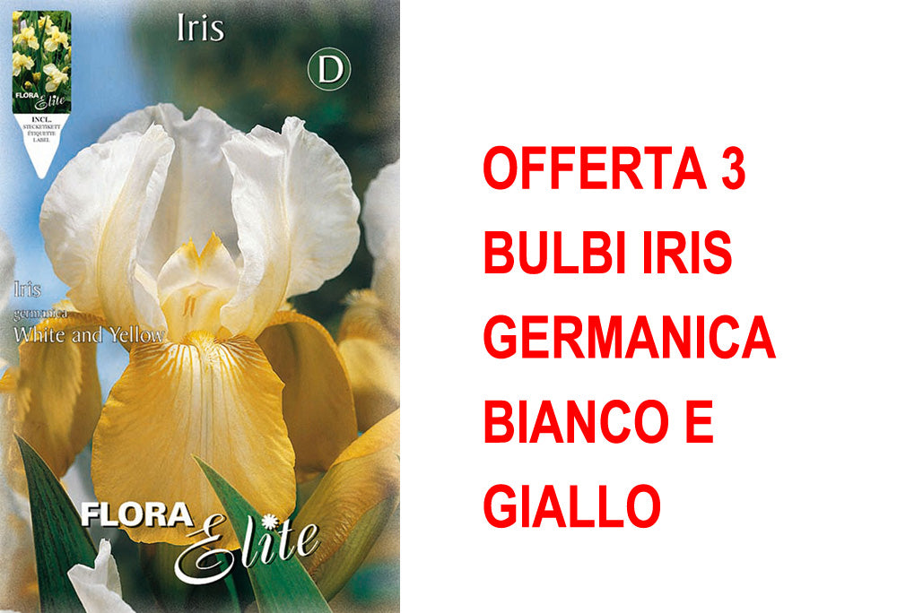 OFFERTA 3 BULBI IRIS GERMANICA BIANCO E GIALLO