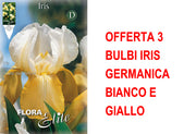 OFFERTA 3 BULBI IRIS GERMANICA BIANCO E GIALLO