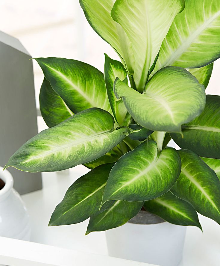 DIEFFENBACHIA SUMMER STYLE VASO 17CM