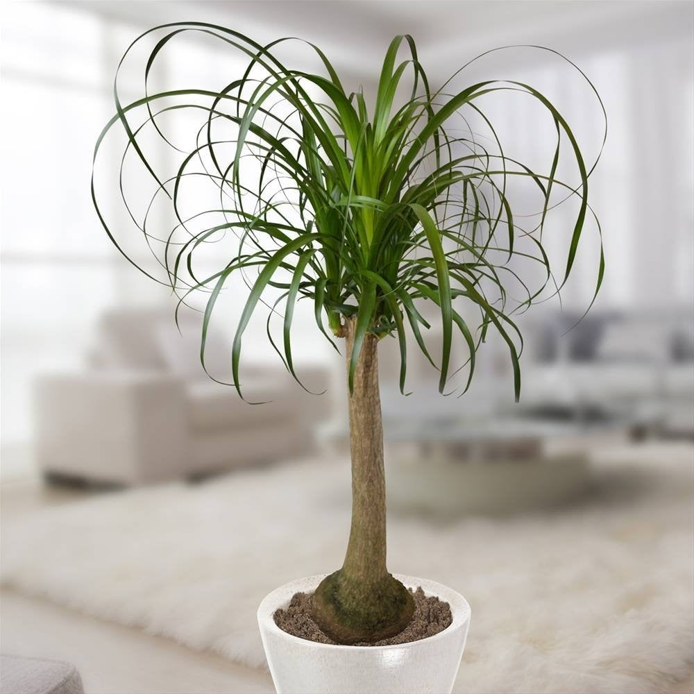 BEAUCARNEA O PIANTA MANGIAFUMO VASO CERAMICO 12CM
