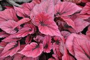 BEGONIA BELEAF INCA FLAME IN VASO DA 12CM