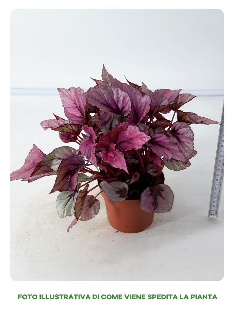 BEGONIA BELEAF INCA FLAME IN VASO DA 12CM