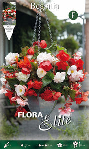 BEGONIA ODORATA MIX DI COLORI (CONFEZIONE DA 3 BULBI)