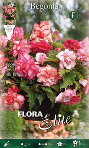 Begonia pendula Pink Wave (3er-Packung)