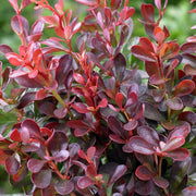 BERBERIS THUNBERGII ATROPURPUREA VASO 19CM