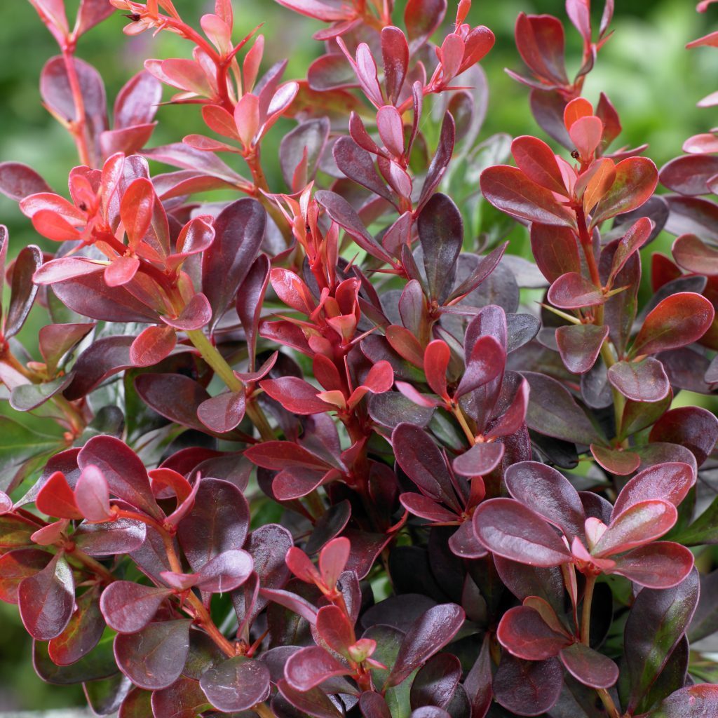 BERBERIS THUNBERGII ATROPURPUREA VASO 19CM