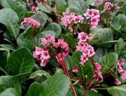 BERGENIA CORDIFOLIA VASO 11CM