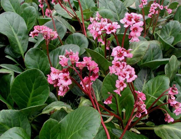 BERGENIA CORDIFOLIA VASO 11CM