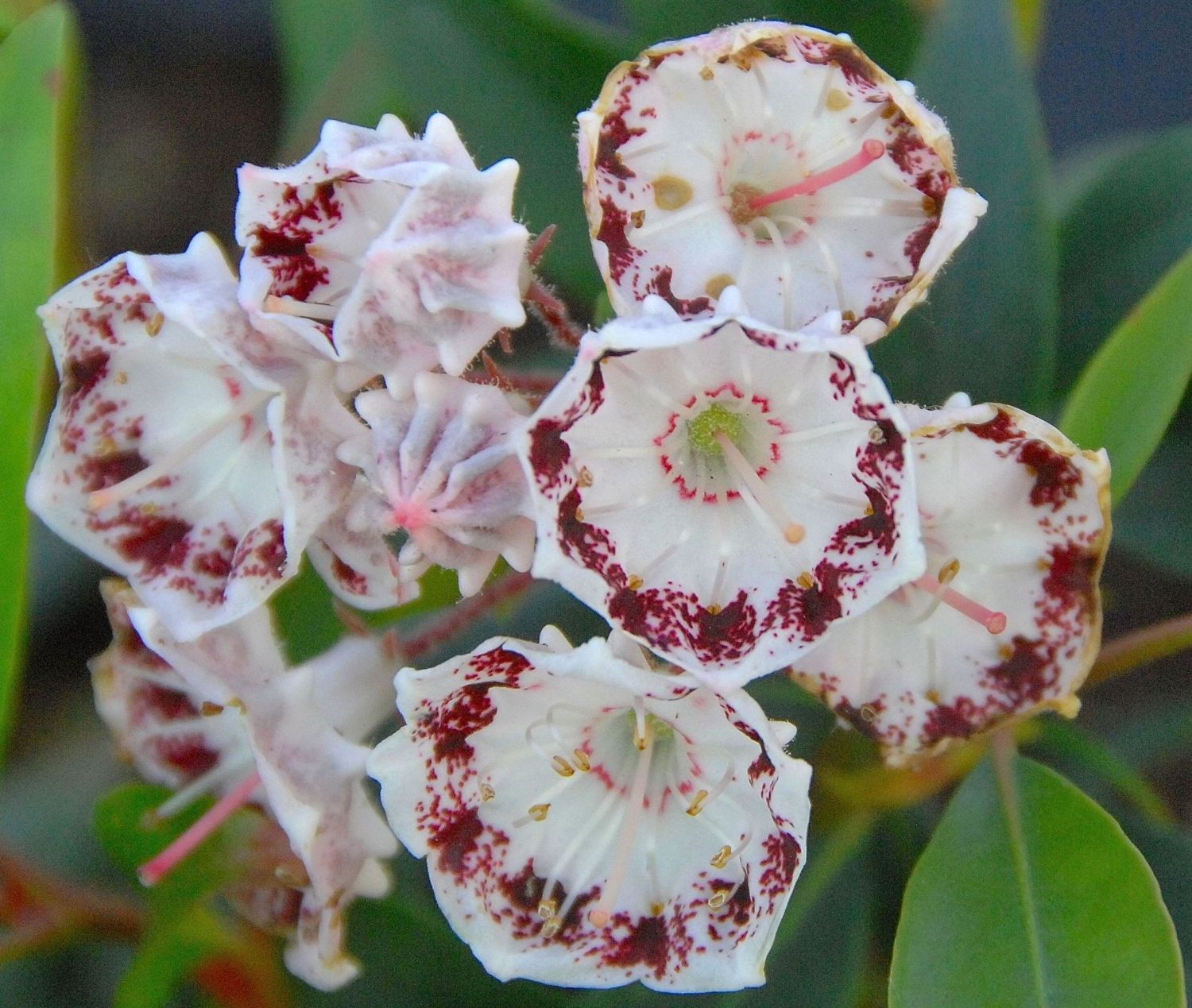 KALMIA LATIFOLIA GINKONA IN VASO 21CM