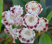 KALMIA LATIFOLIA GINKONA IN VASO 21CM