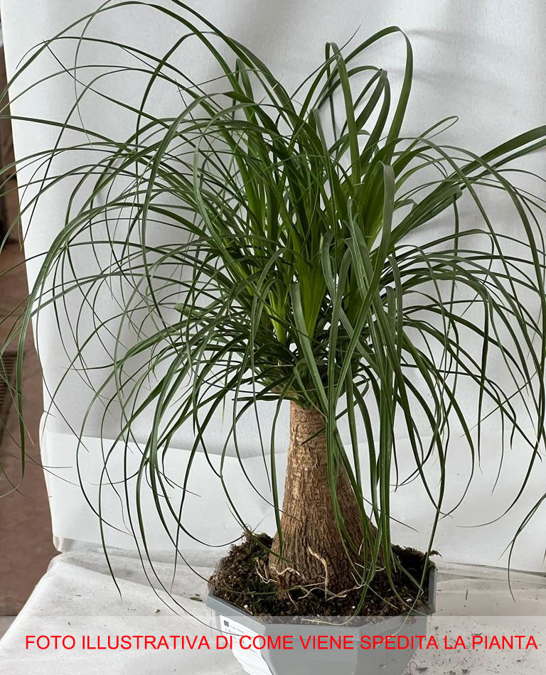 BEAUCARNEA O PIANTA MANGIAFUMO VASO 17CM