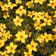 BIDENS TRIO IN VASO BASKET DA 18CM