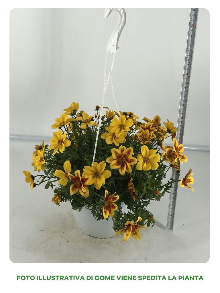 BIDENS TRIO IN VASO BASKET DA 18CM