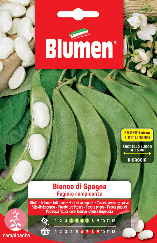 SEMI DI FAGIOLI RAMPICANTI BIANCO DI SPAGNA