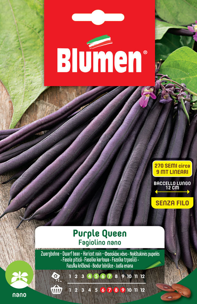 SEMI DI FAGIOLINI NANI PURPLE QUEEN