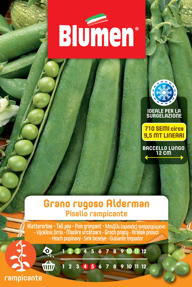 SEMI DI PISELLI RAMPICANTI GRANO RUGOSO