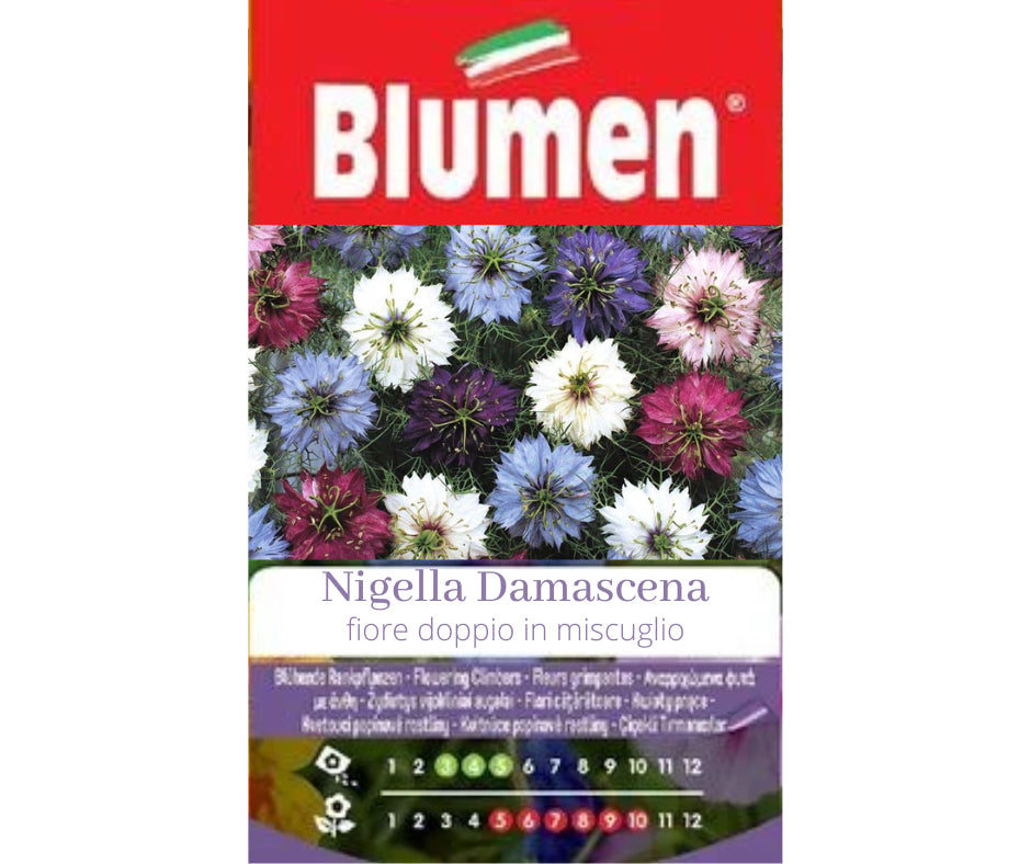 SEMI NIGELLA DAMASCO