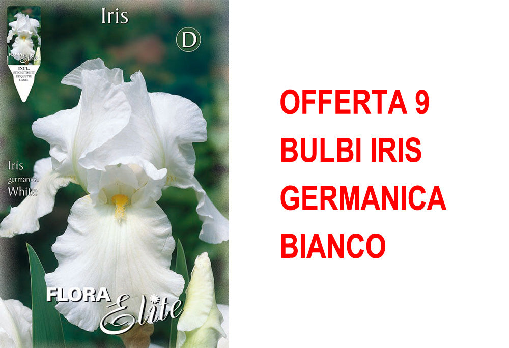 OFFERTA 9 BULBI IRIS GERMANICA BIANCO
