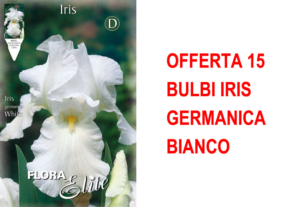 OFFERTA 15 BULBI IRIS GERMANICA BIANCO