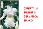 OFFERTA 15 BULBI IRIS GERMANICA BIANCO