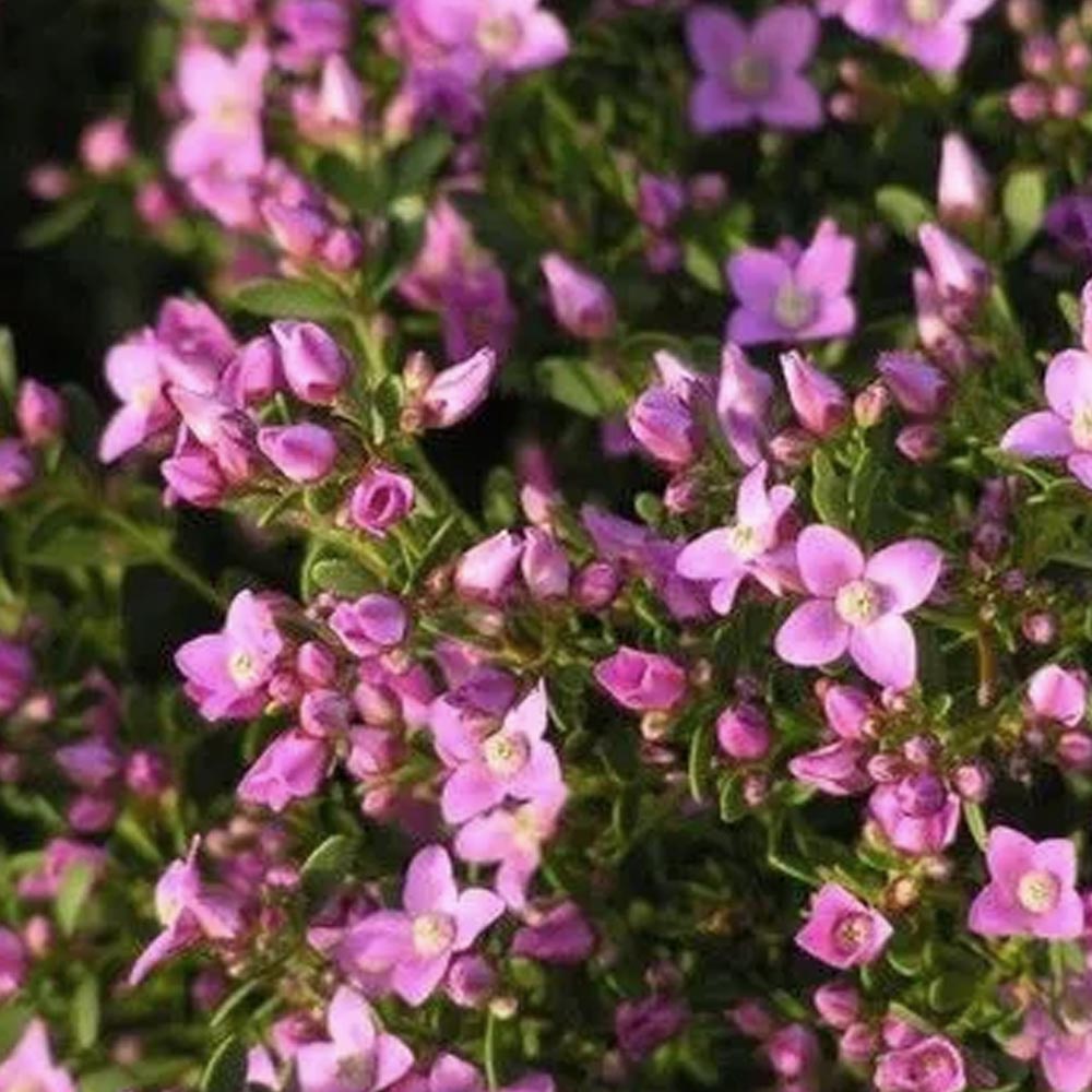 BORONIA CRENULATA IN VASO 17CM