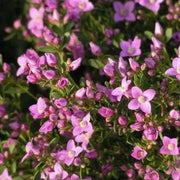 BORONIA CRENULATA IN VASO 17CM