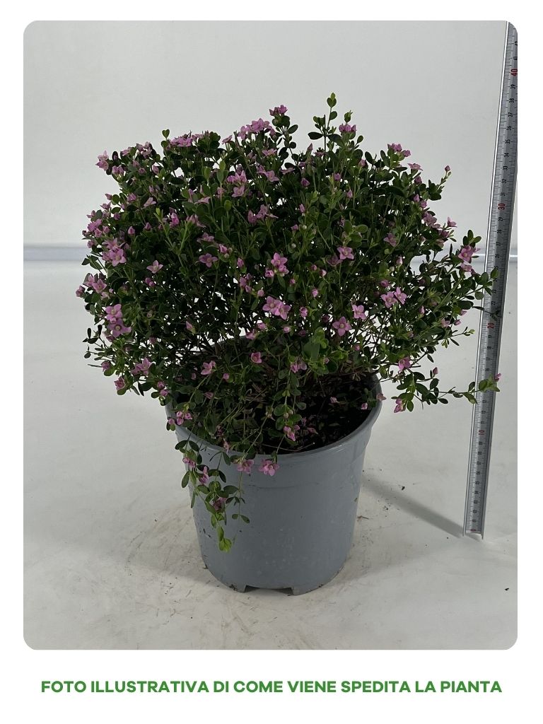 BORONIA CRENULATA IN VASO 17CM