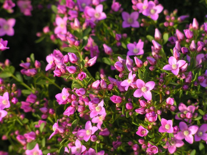 BORONIA CRENULATA IN VASO 14CM