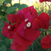BOUGANVILLEA CALIFORNIANA IN VASO DA 14CM