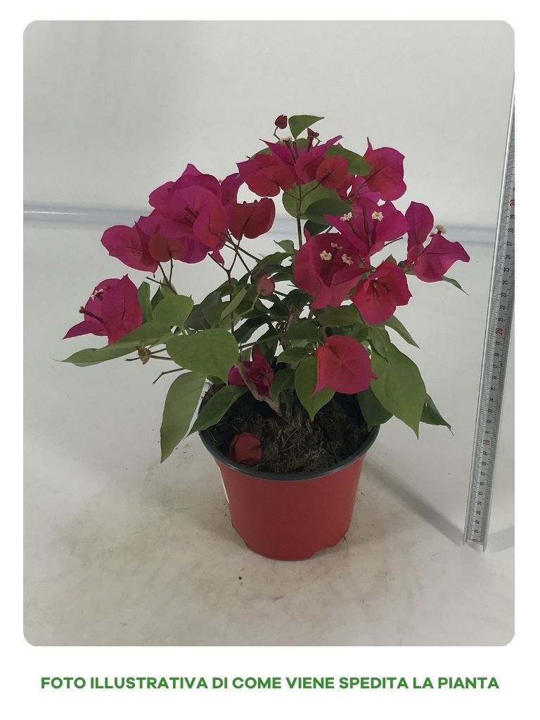 BOUGANVILLEA CALIFORNIANA IN VASO DA 14CM