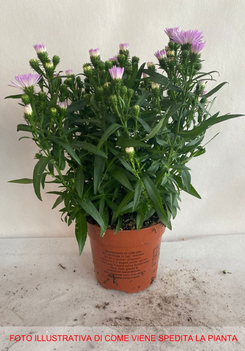 ASTER SETTEMBRINO SHOWMAKERS BABY PINK IN VASO 10,5CM