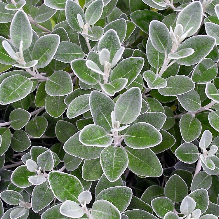 BRACHYGLOTTIS GREY SUNSHINE VASO 17CM