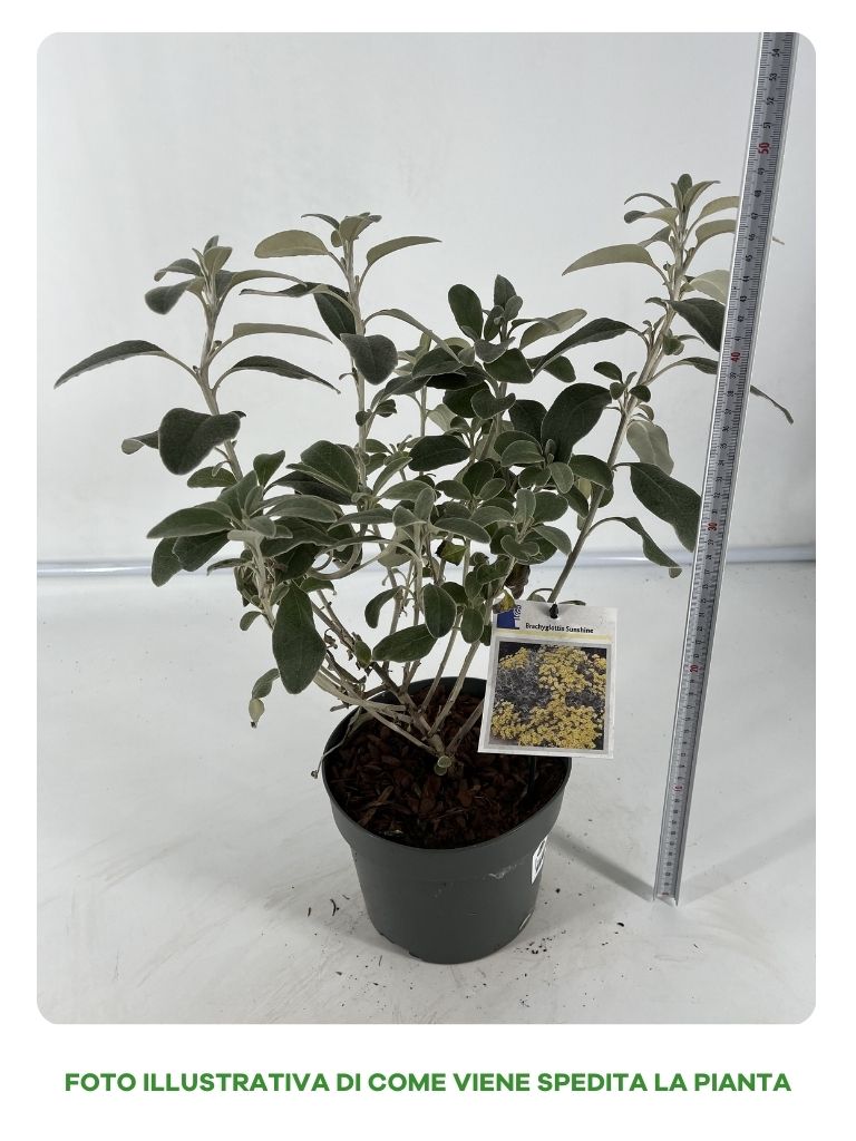 BRACHYGLOTTIS GREY SUNSHINE VASO 17CM