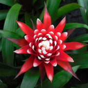 GUZMANIA HOPE IN VASO 12CM