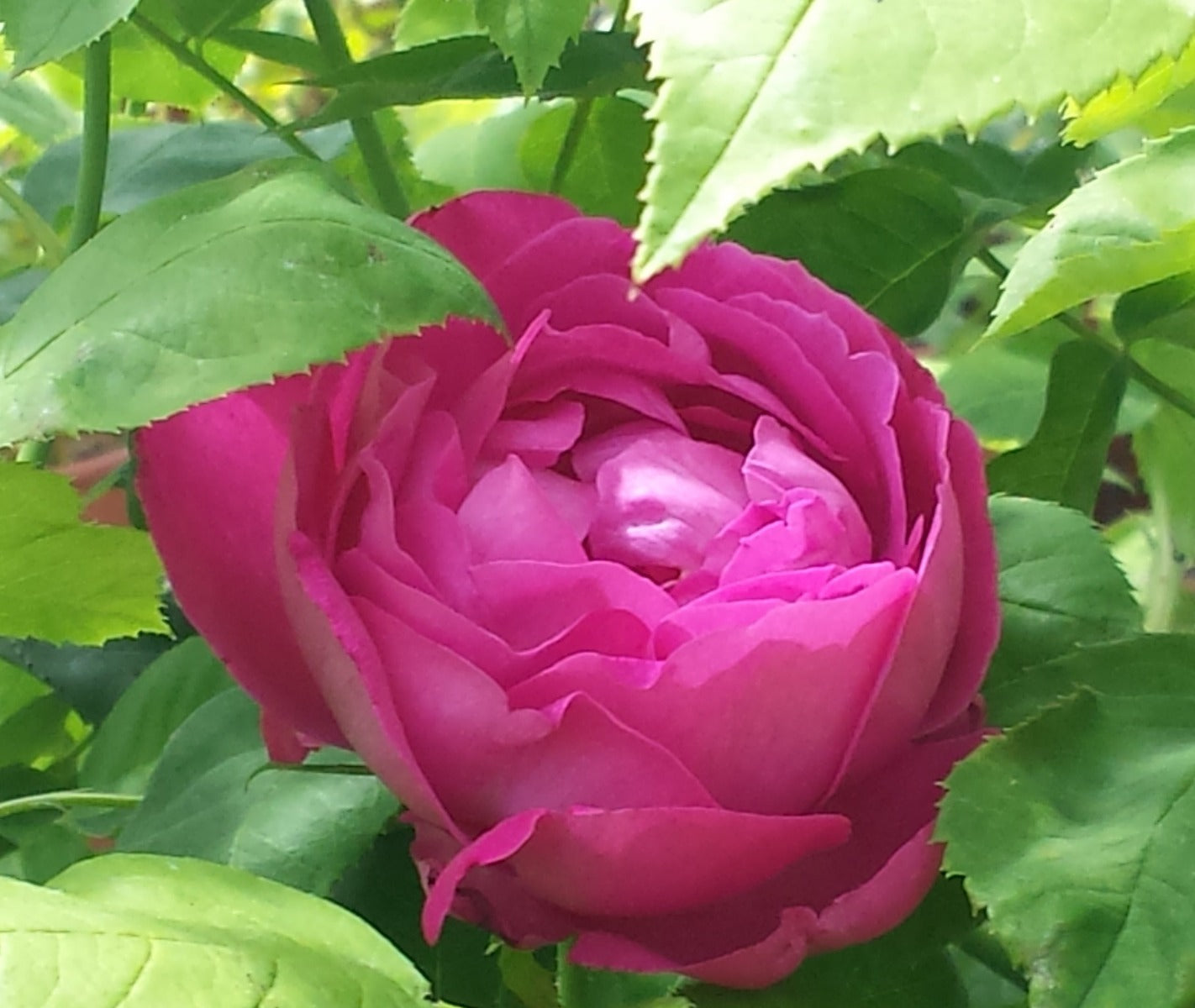 ROSA BRUNA DA SCIROPPO VASO IN 19CM