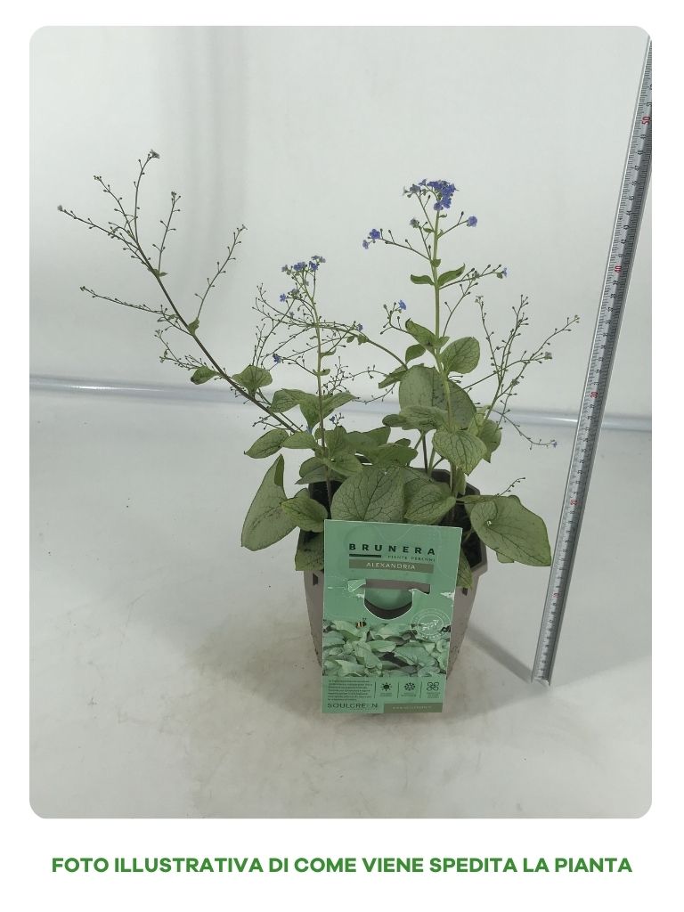 BRUNERA ALEXANDRIA IN VASO DA 17CM