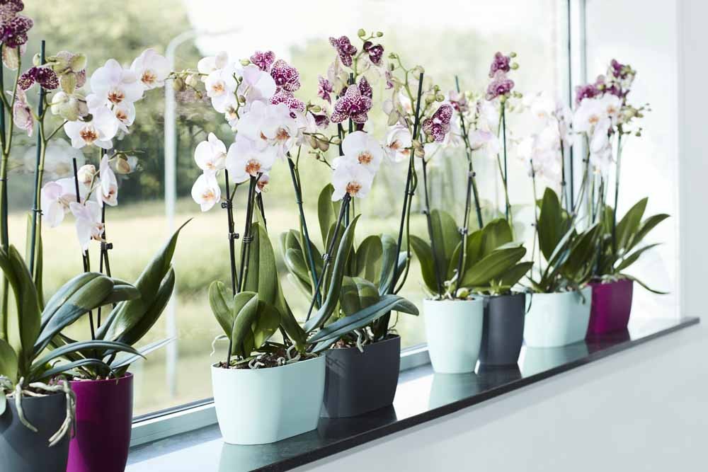 FIORIERA PER ORCHIDEE BRUSSELS ORCHID DUO 25CM  COLORE A SCELTA