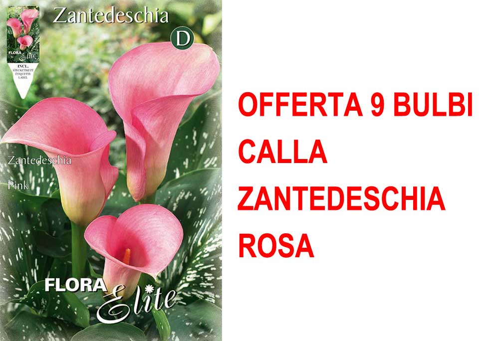 OFFERTA 9 BULBI CALLA ZANTEDESCHIA ROSA