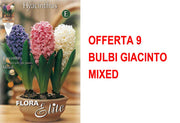 OFFERTA 9 BULBI GIACINTO MIXED