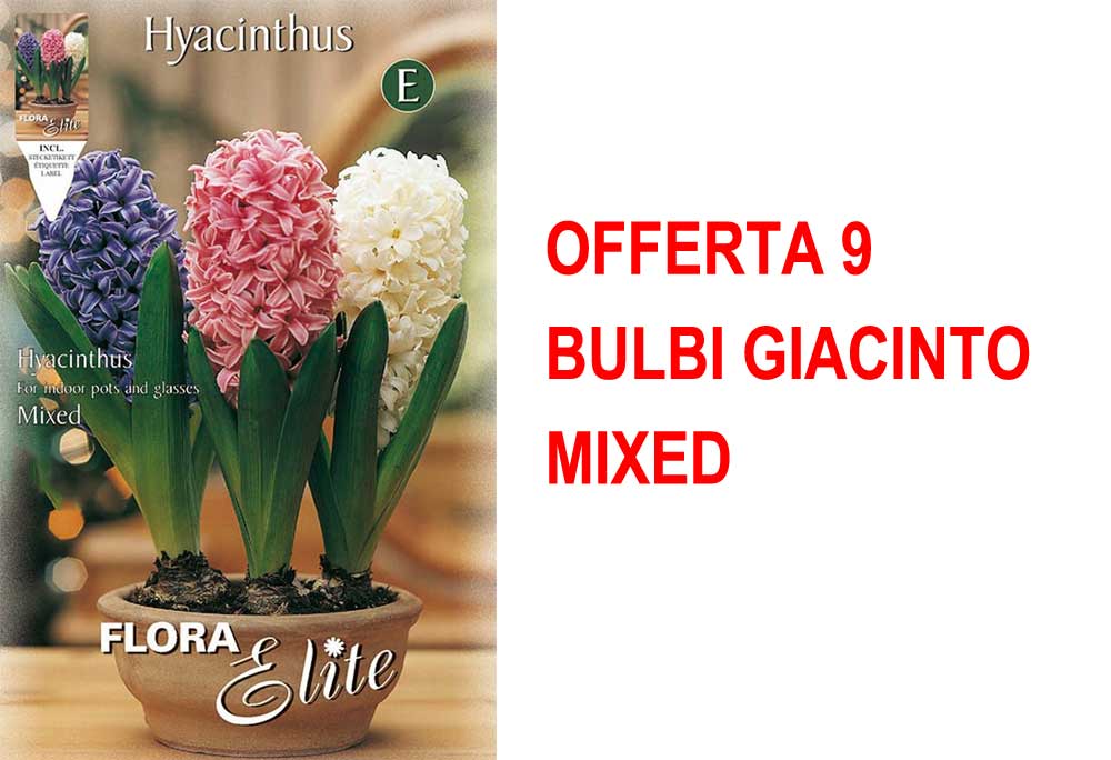 OFFERTA 9 BULBI GIACINTO MIXED