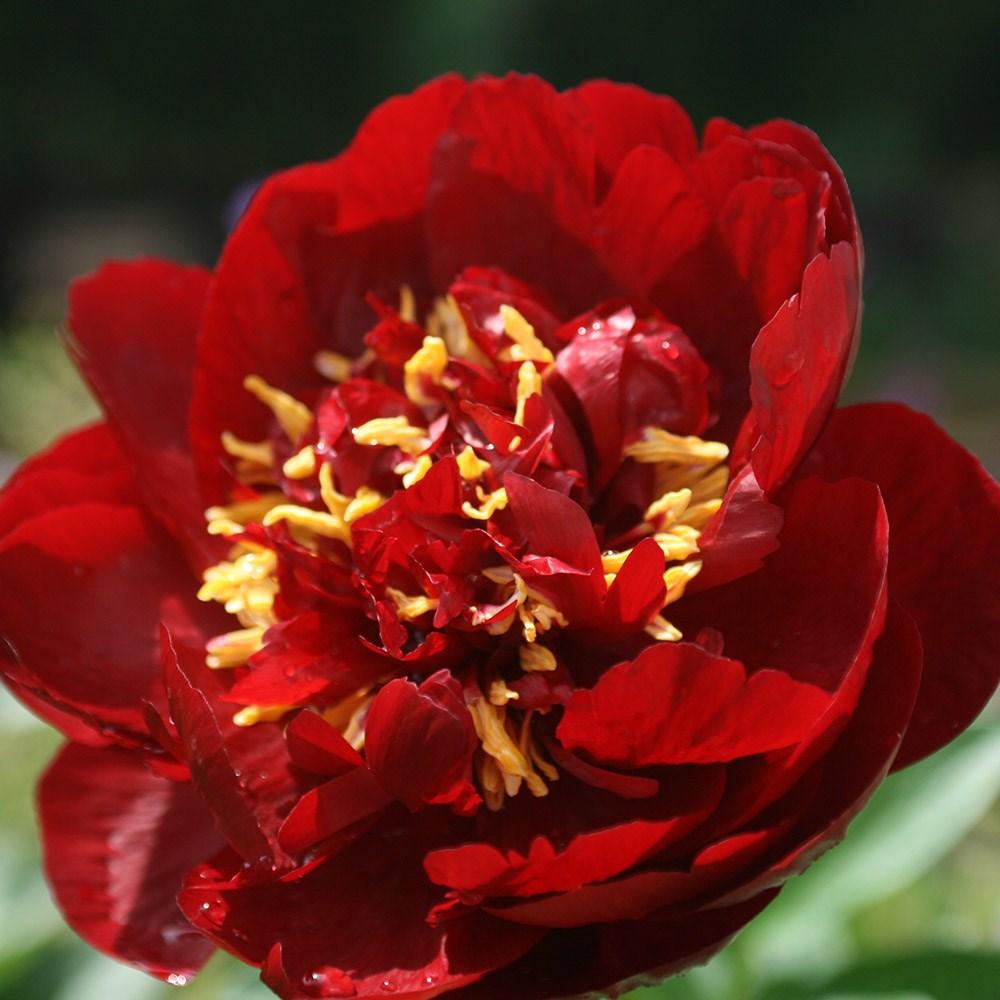 PEONIA LACTIFLORA RED BELLE VASO 23CM