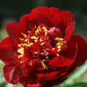 PEONIA LACTIFLORA RED BELLE VASO 23CM
