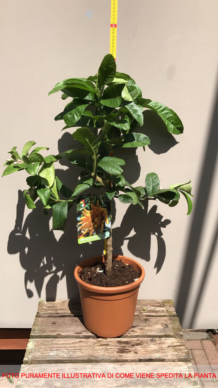CEDRO MANO DI BUDDHA IN VASO 20CM
