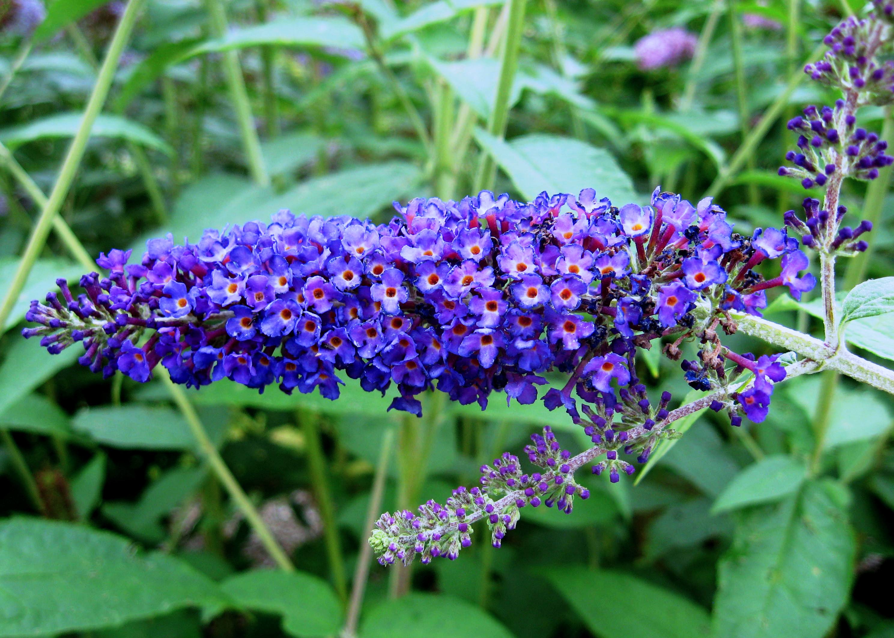 BUDDLEJA DAVIDII ALBERO DELLE FARFALLE VASO 15CM