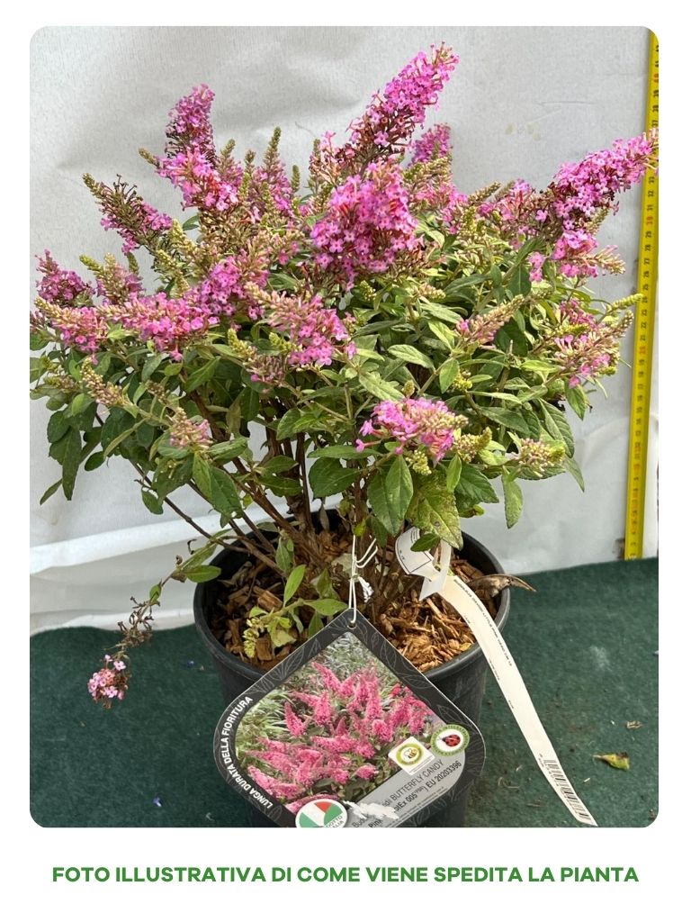 BUDDLEJA DAVIDII LITTLE PINK VASO 18CM