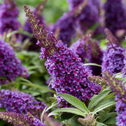 BUDDLEJA DAVIDII LITTLE PURPLE VASO 18CM