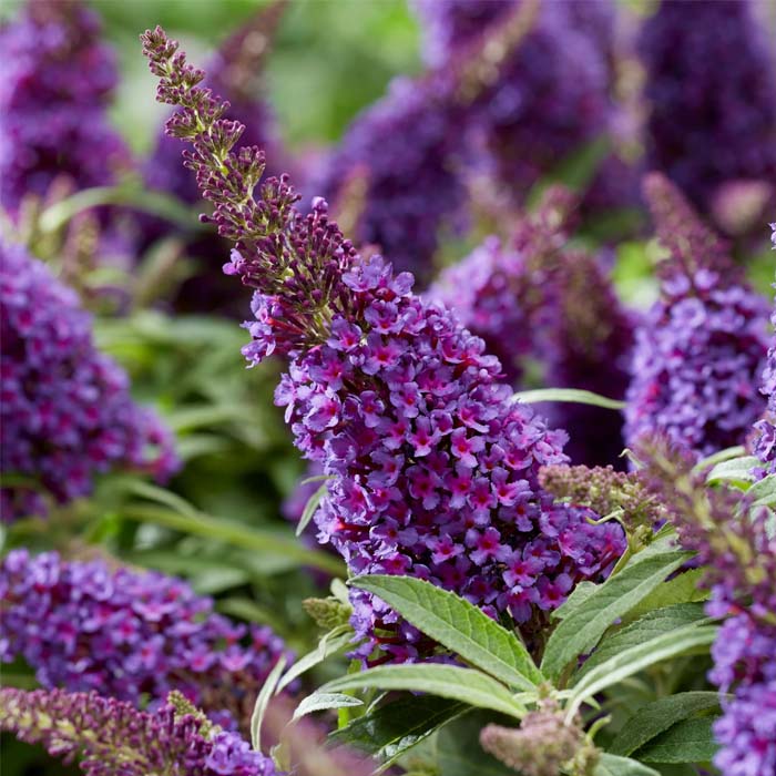 BUDDLEJA DAVIDII LITTLE PURPLE VASO 18CM