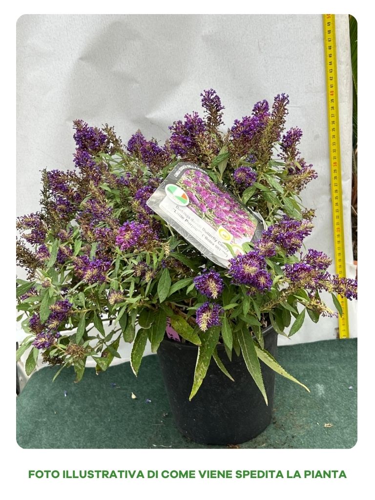 BUDDLEJA DAVIDII LITTLE PURPLE VASO 18CM