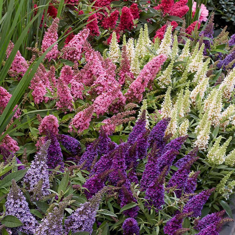 BUDDLEYA BUTTERFLY CANDY IN VASO DA 19CM ASSORTITA (BIANCA, VIOLA, PORPORA)
